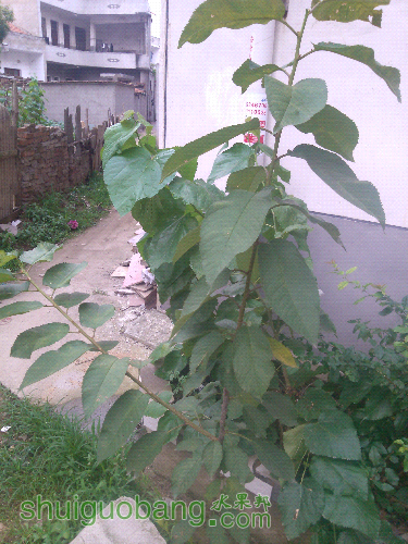 IMG_20150613_182509.jpg