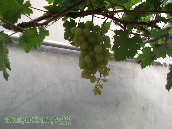 123246usoo111s2adh1d27.jpg