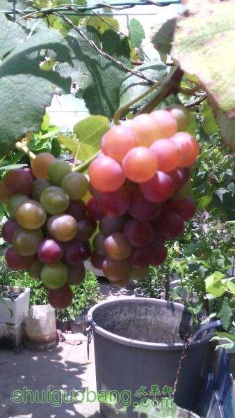 IMG_20150616_132636.jpg