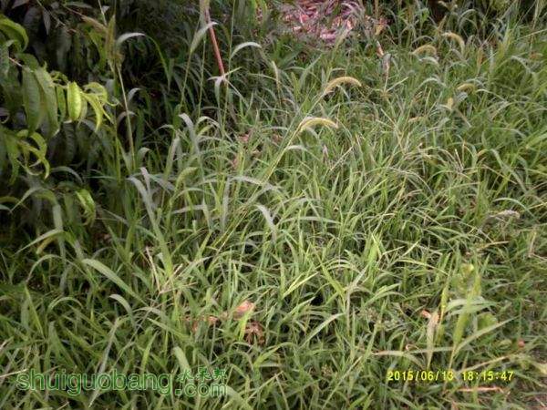 DSCF0008.JPG