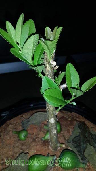20150624_002908.jpg