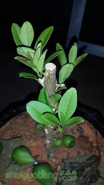20150624_003007.jpg