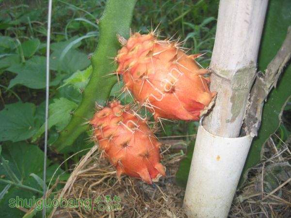 IMG_0432_.jpg
