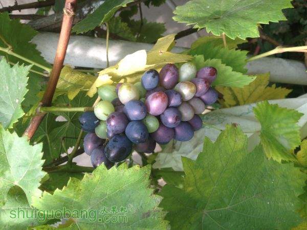 2015-06-28 092533.jpg