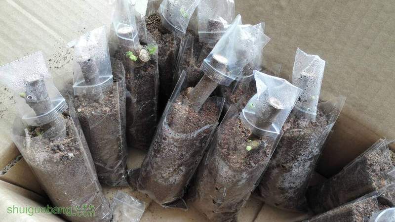 无花果苗市场价格走势分析