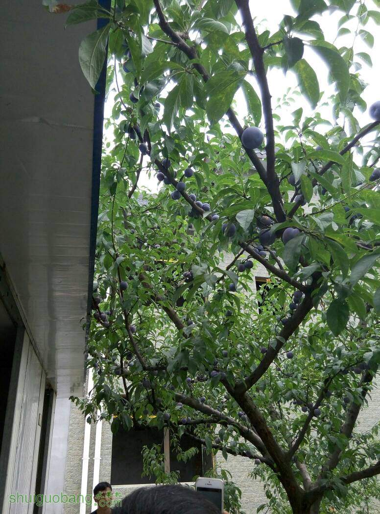 120057kzi1inyb51qpjjm1.jpg