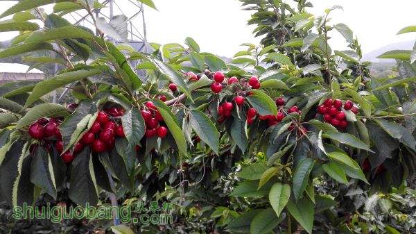 IMG_20150606_081946.jpg