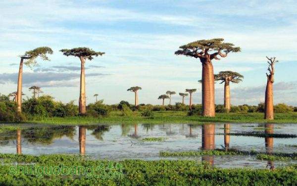 baobab.jpg