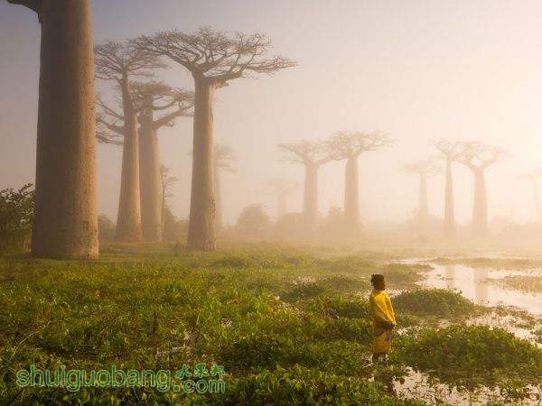 baobab--1-.jpg