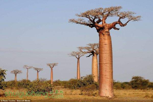 baobab--1.jpg