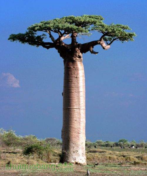 baobab-2.jpg