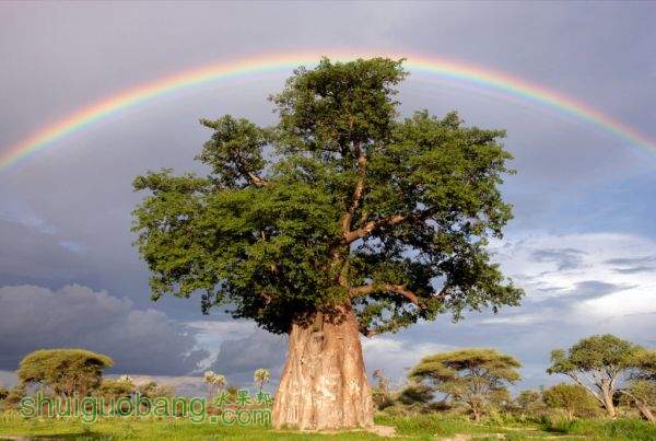baobab-4.jpg