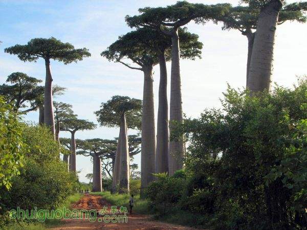 baobab--1--.jpg