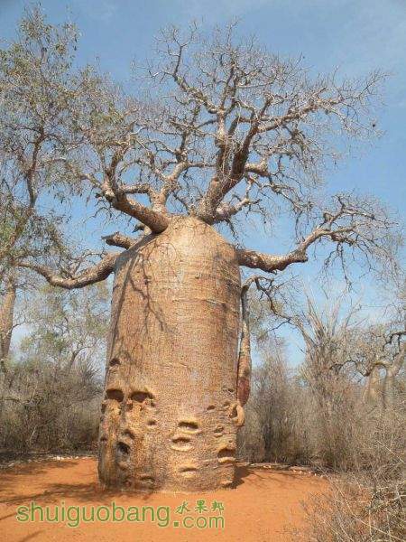 baobab-5-.jpg