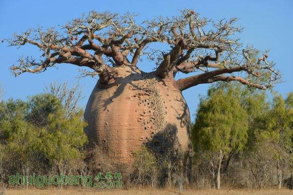 baobab-6-.jpg