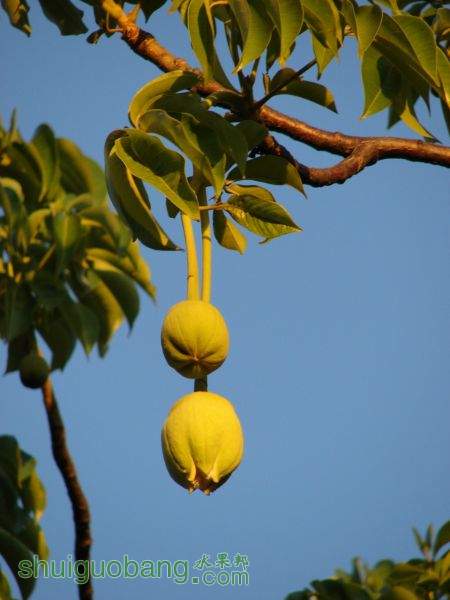 baobab--1.jpg