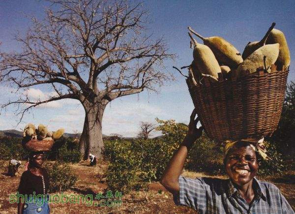 baobab--.jpg