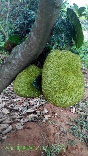 517