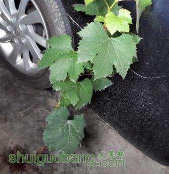 135109k9d2umzwuu1h77u9.jpg