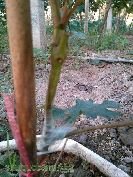 IMG20150712175533.jpg