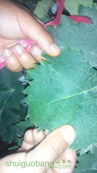IMG_20150711_193505.jpg