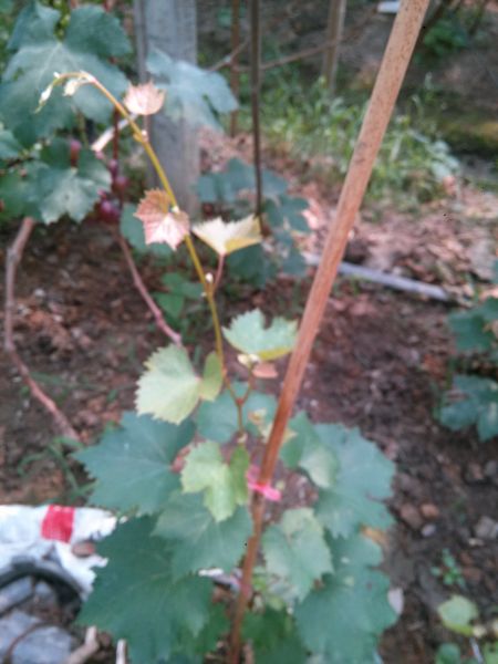 IMG20150715095013.jpg