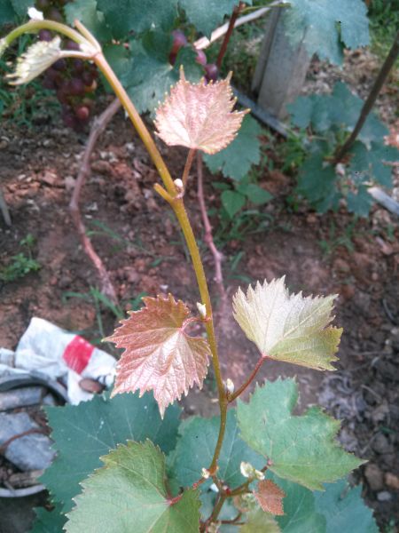 IMG20150715095023.jpg