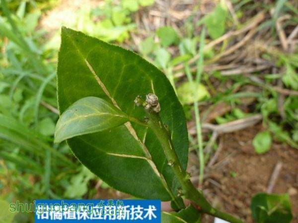 柑橘缺硼症状高清全角度