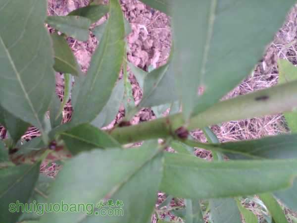 IMG_20150717_103235_0.jpg