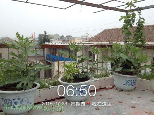 PIC_20150723_065028_EED.jpg