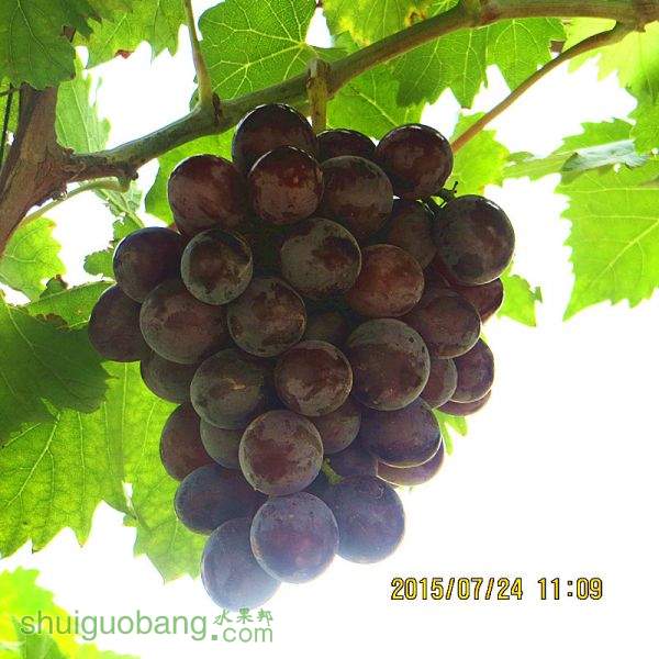 2015õ ָ 018.jpg