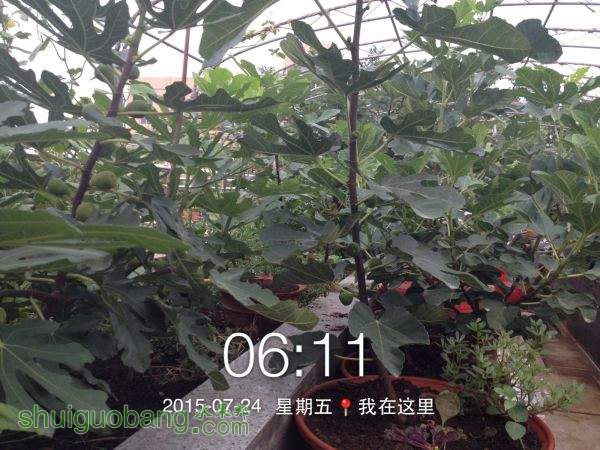 PIC_20150724_061132_BCC.jpg