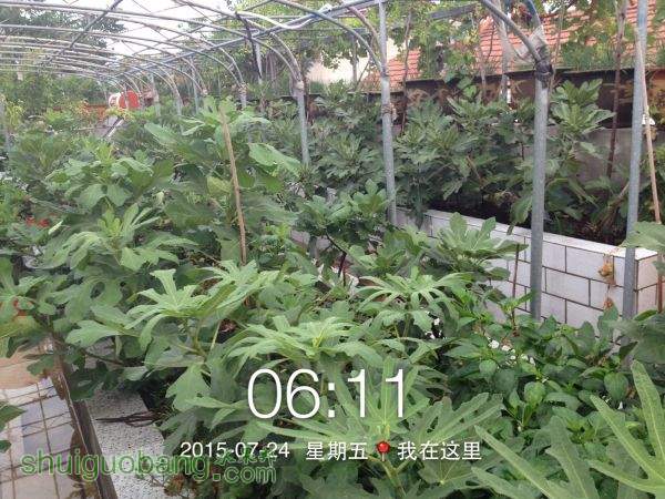 PIC_20150724_061155_E5C.jpg