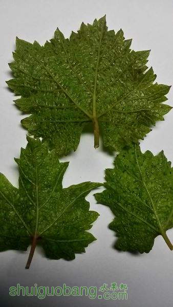 20150726_191201_LLS.jpg