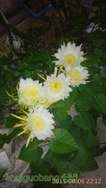 IMG_20150806_221214.jpg