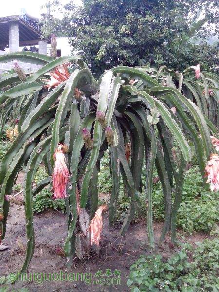 IMG_20150807_182920.jpg