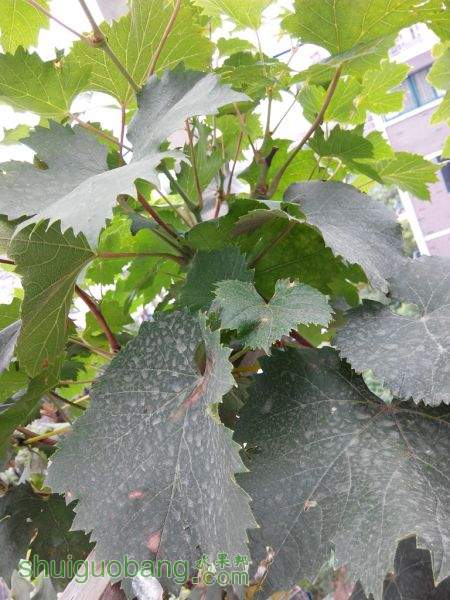 IMG_20150809_155023.jpg