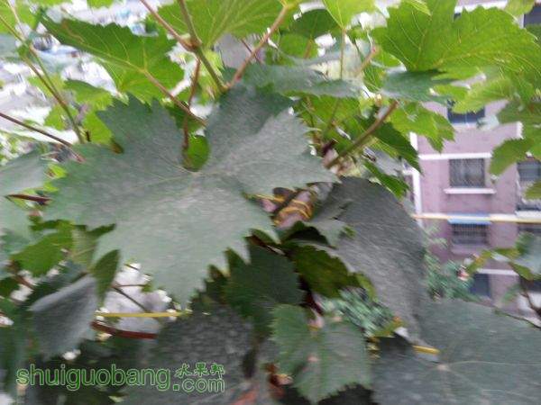 IMG_20150809_155036.jpg