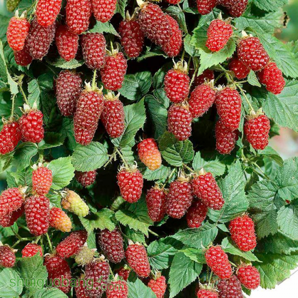 适合南方高温高湿气候的树莓品种
