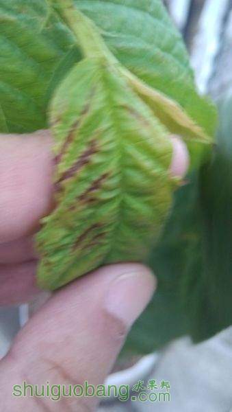 IMG_20150811_060408.jpg