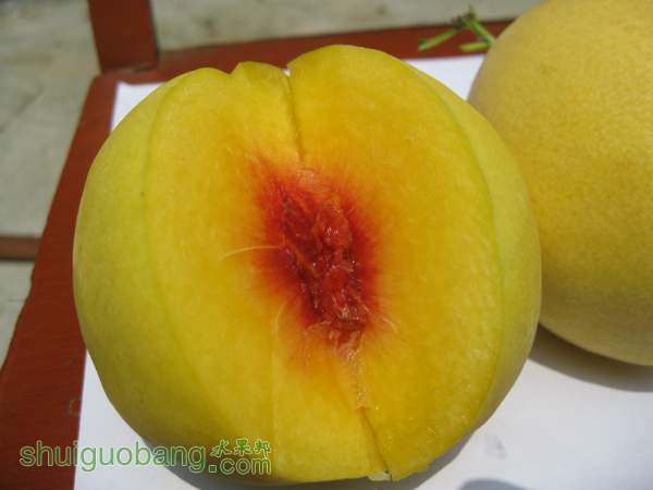 125952e8ib87oqeoborsi5.jpg