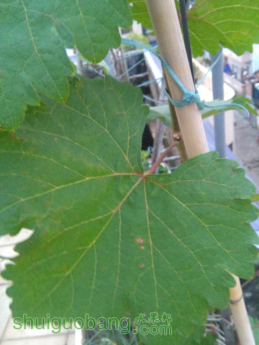 IMG_20150816_184226.jpg