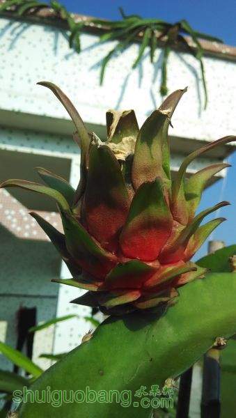IMG_20150806_170325.jpg