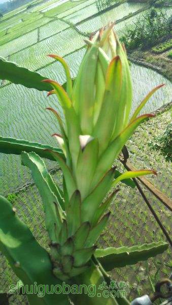 IMG_20150806_170420.jpg
