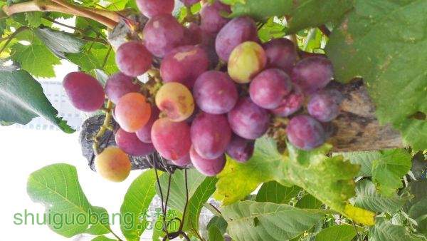 IMG_20150801_142659.jpg