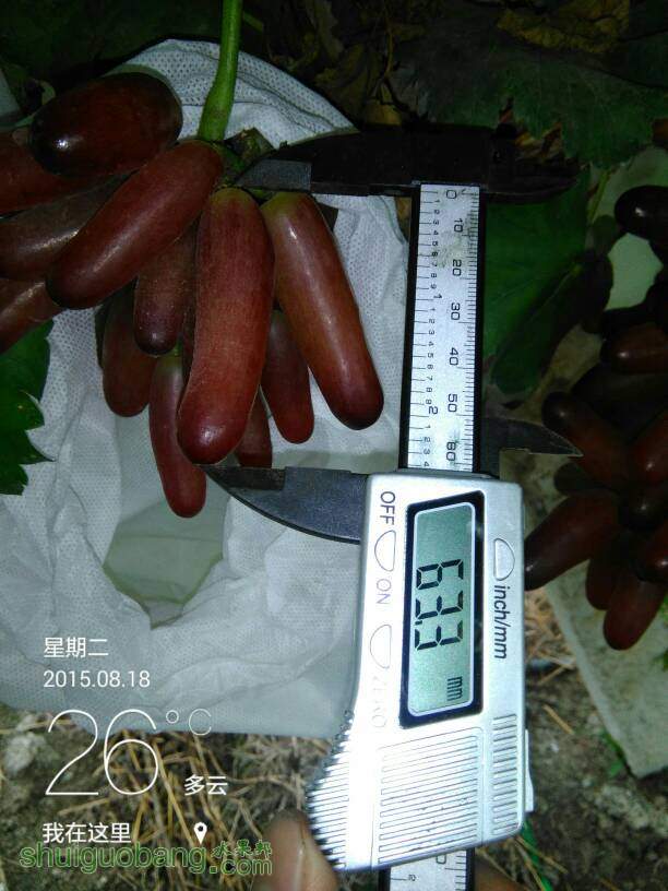 205414bimil1qvqiijjv11.jpg