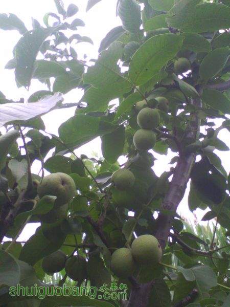 IMG_20150817_073957.jpg