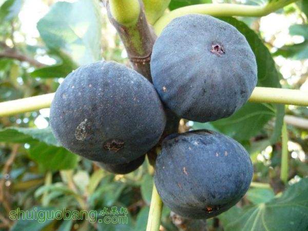 Sofeno Preto-
