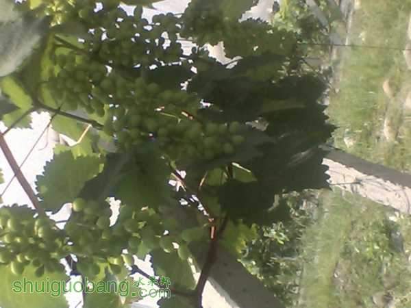 IMG_20150823_140308_0.jpg