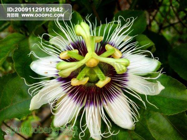 OOOPIC_lvwuyu_20091129df44e5a251f81113.jpg